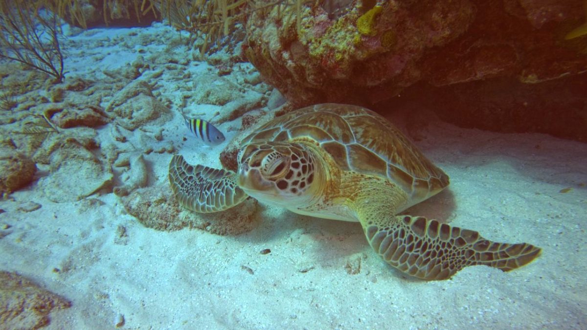 Tartaruga verde a riposo sul fondale sabbioso sotto una roccia di Akumal